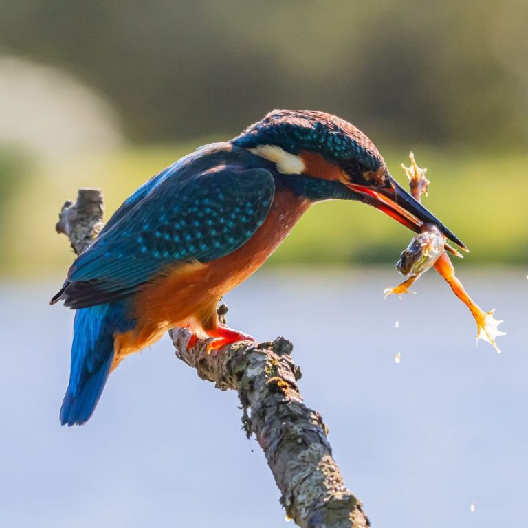 Martin Pêcheur avec une prise exceptionnelle